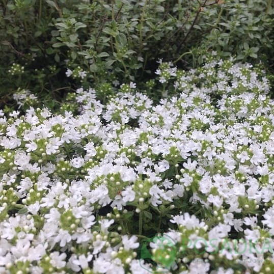 картинка Тимьян ранний Pygmaeus 