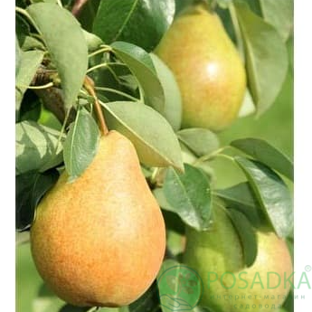 картинка Груша Лесная Красавица 