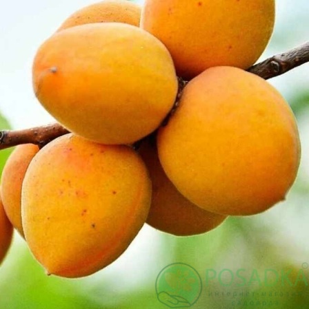 картинка Абрикос Олимп 