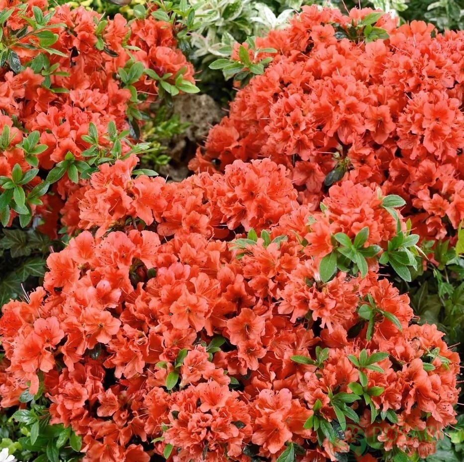 картинка Азалия японская Orange Beauty 