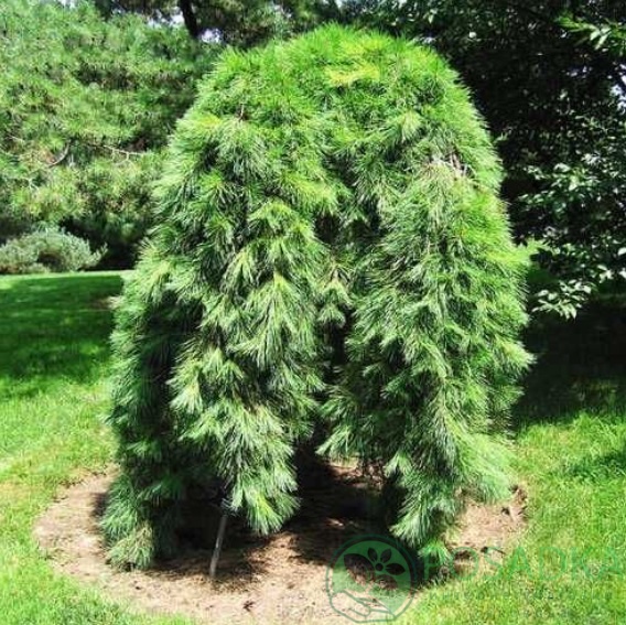 картинка Сосна веймутова Пендула 