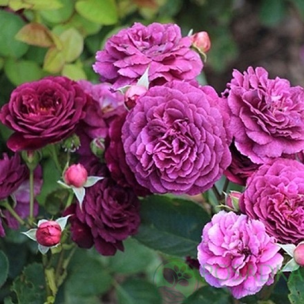 картинка Роза флорибунда Нью Эйдж  картинка Роза флорибунда Нью Эйдж