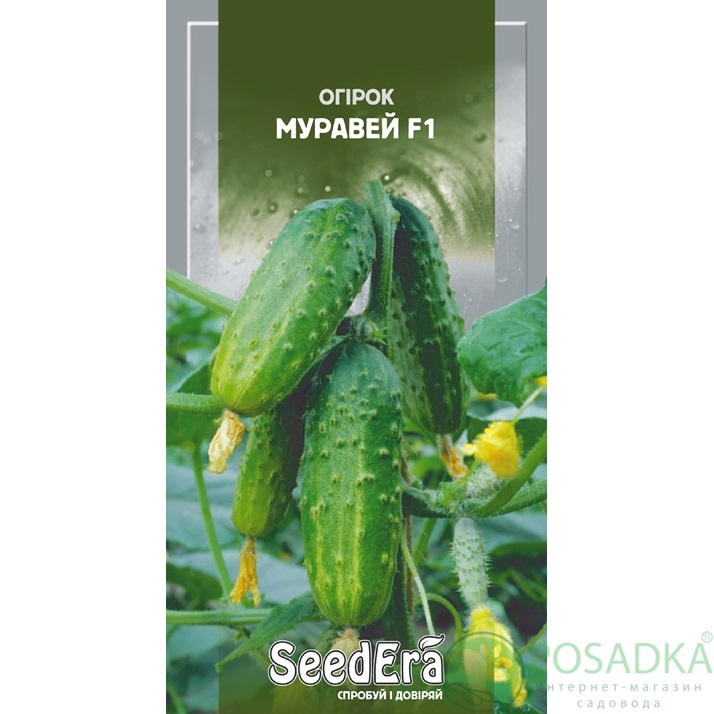 картинка Семена Огурец Муравей F1, 10шт, Seedera 