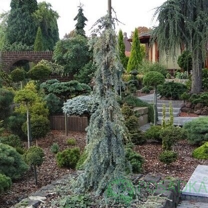 картинка Кедр ливанский Atl. La Fontaine  