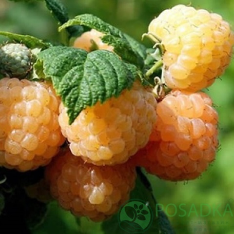 картинка Малина Порана роса 