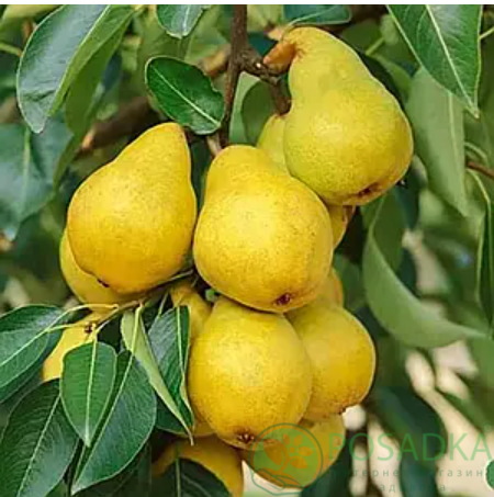 картинка Груша колоновидная Санреми 