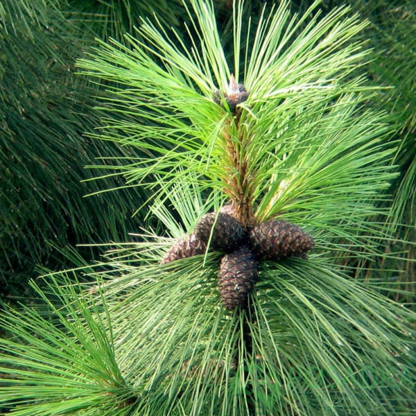 картинка Сосна густая Pinus densata 1л 