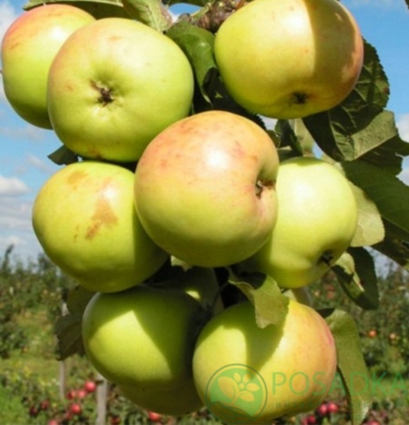 картинка Яблоня колоновидная Дюймовочка 