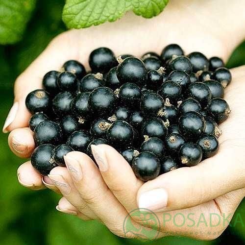 картинка Смородина чёрная Шаман 