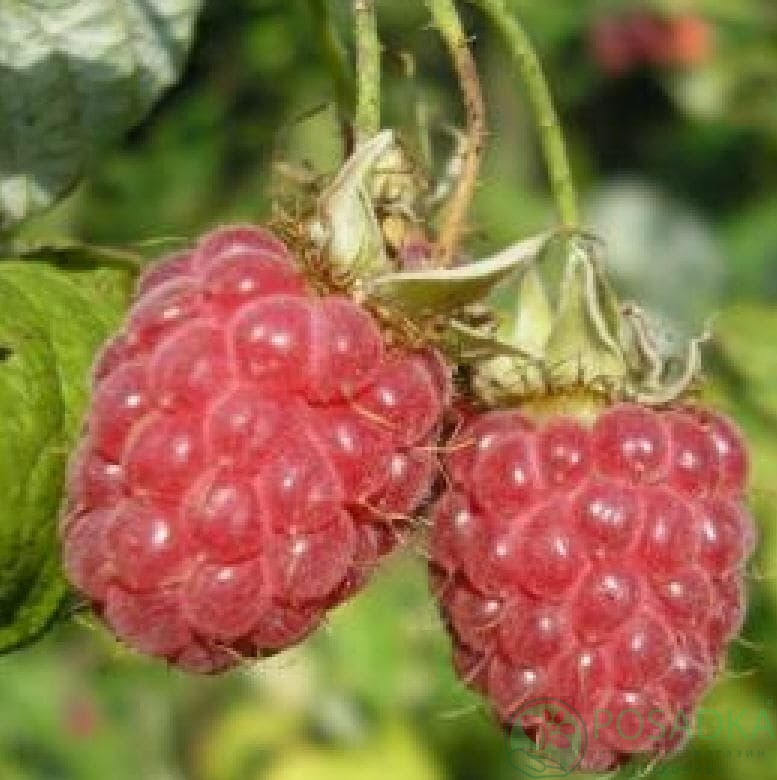 картинка малина Зева 