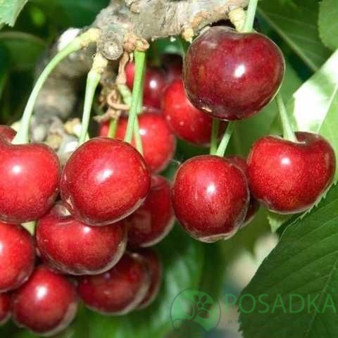 картинка Черешня Техлован 