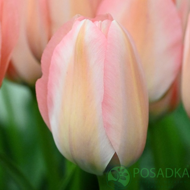 картинка Тюльпан Bella Blush 