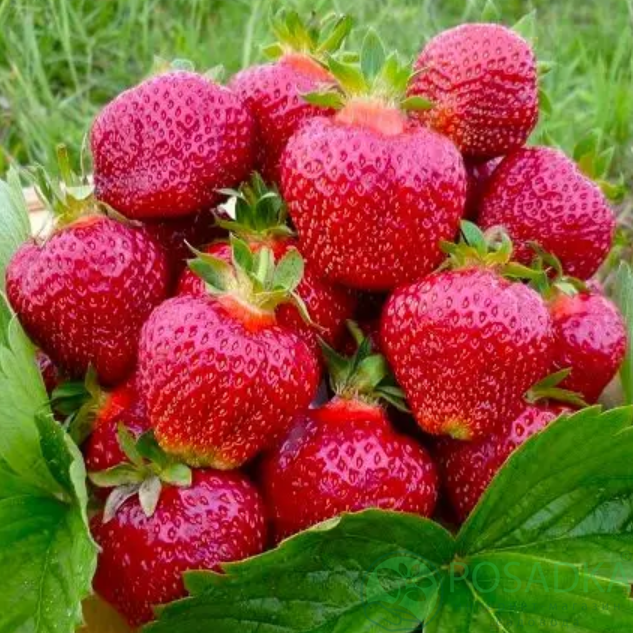 картинка Клубника Пегас (кассета) 