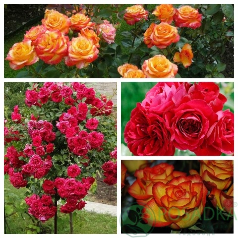 картинка Роза штамбовая (Мона Лиза, Высший свет) 