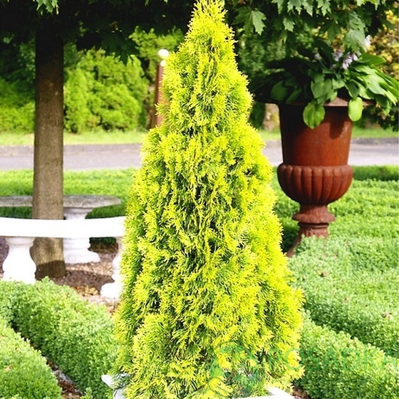 картинка Туя восточная Пирамидалис Ауреа 