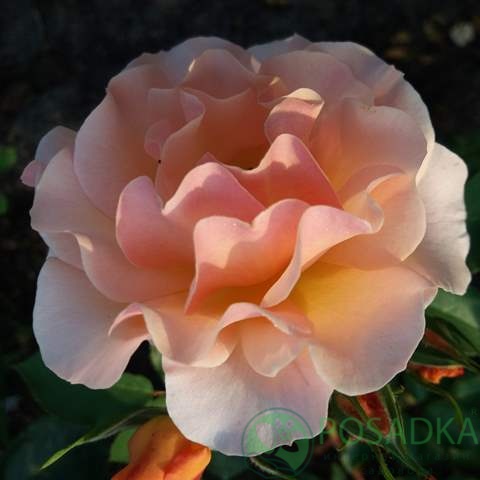 картинка Роза плетистая Парасоль 