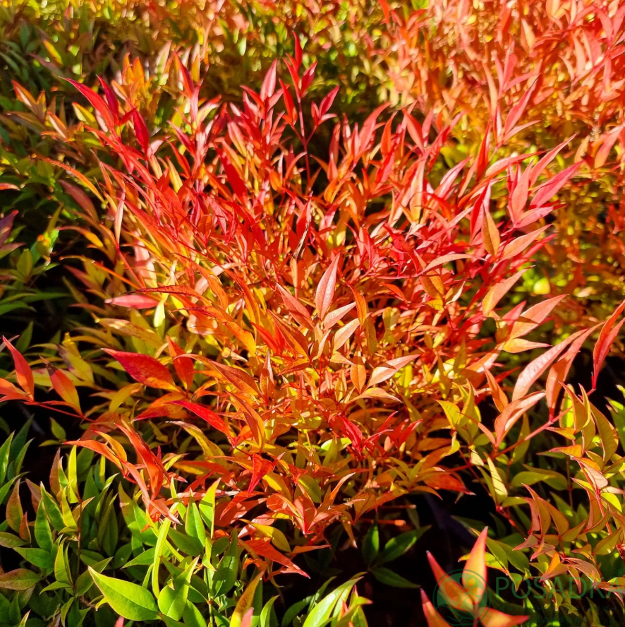 картинка Нандина домашняя 'Moon Bay' 