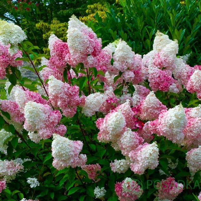 картинка Гортензия метельчатая Пинк Леди (Pink Lady) 