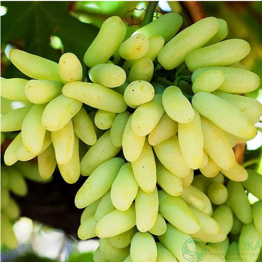 картинка Виноград Голд Фингер 