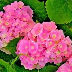 картинка Гортензия крупнолистная Forever & Ever Pink 