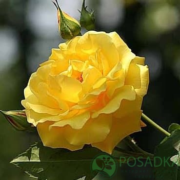 картинка Роза плетистая Голд Штерн 