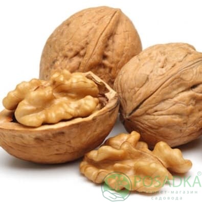 картинка Грецкий орех Скиноский привитый 