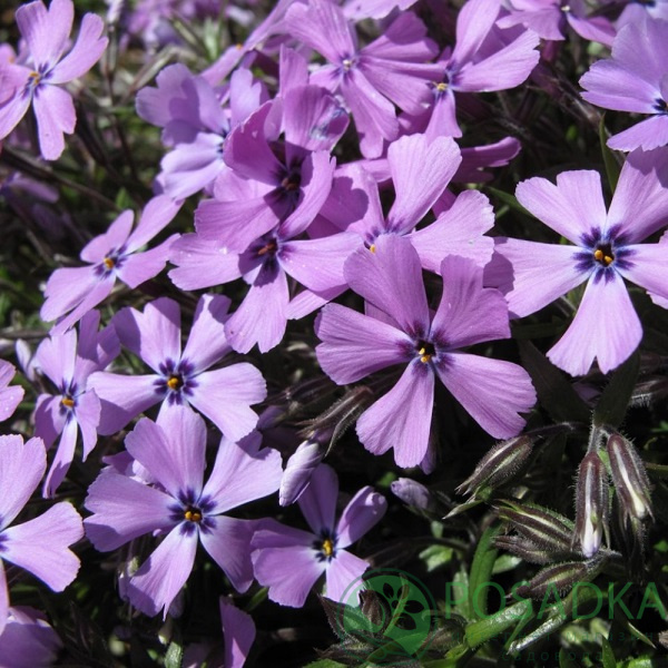 картинка Флокс шиловидный Purple Beauty 