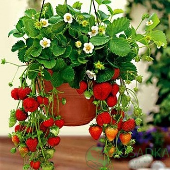 картинка Клубника Colossus 