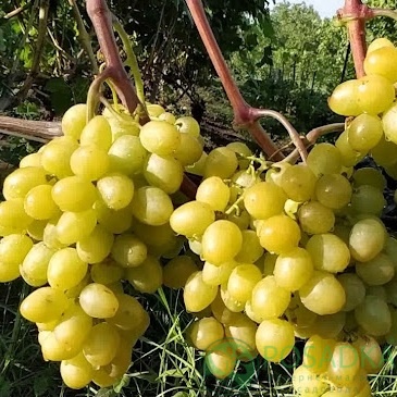 картинка Виноград Сенатор Бурдака 