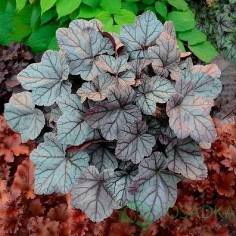 картинка Гейхера Rose Quartz (Роуз Кварц)  картинка Гейхера Rose Quartz (Роуз Кварц)