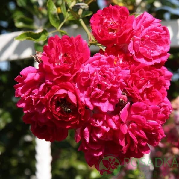 картинка Роза плетистая Супер Эксцельза 