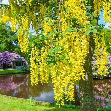 картинка Саженцы бобовника  картинка Саженцы бобовника