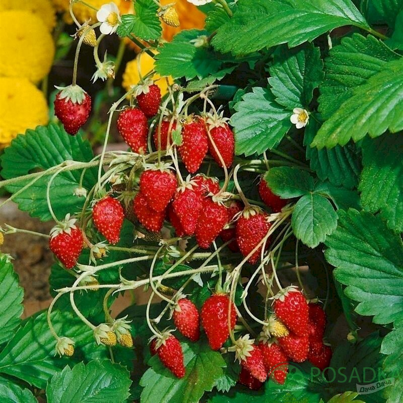картинка Земляника Руяна (безусая) 