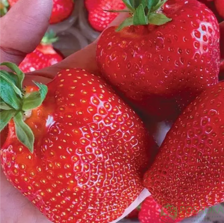 картинка Клубника Кебот 