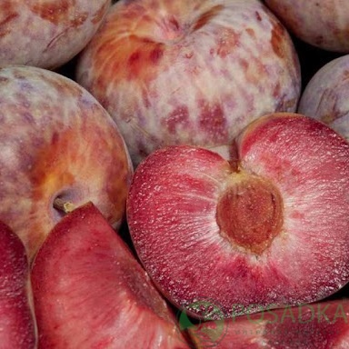 картинка Слива Дапл Данди 