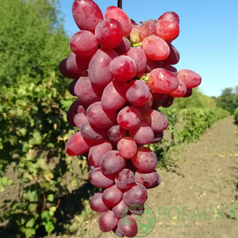 картинка Виноград кишмиш Казантип 