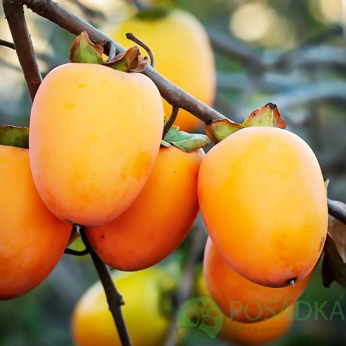 картинка Хурма Персимон (сладкая)  картинка Хурма Персимон (сладкая)