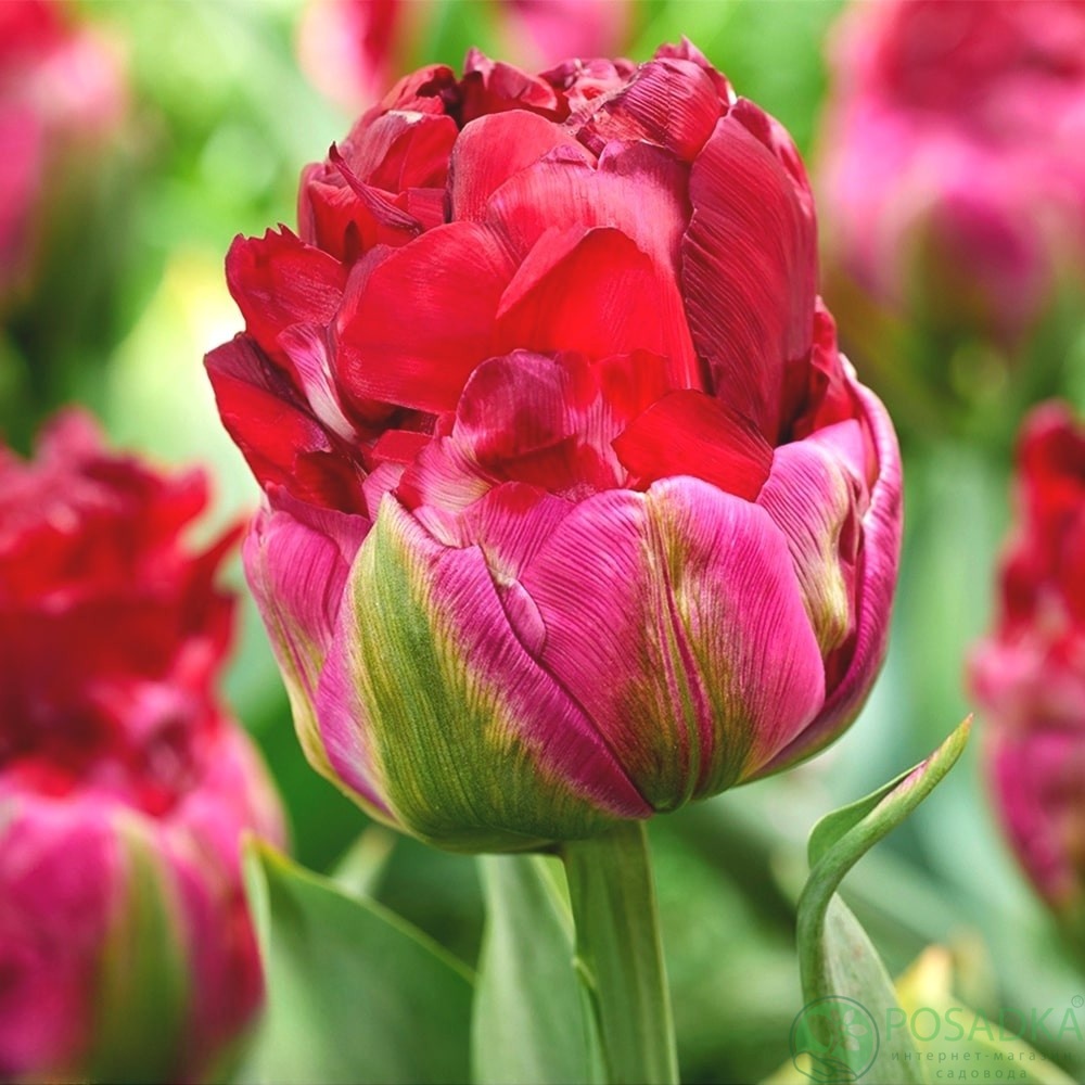 картинка Тюльпан Ice Cream Cranberry  картинка Тюльпан Ice Cream Cranberry