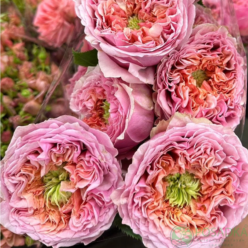 картинка Роза чайно-гибридная Микото С2 