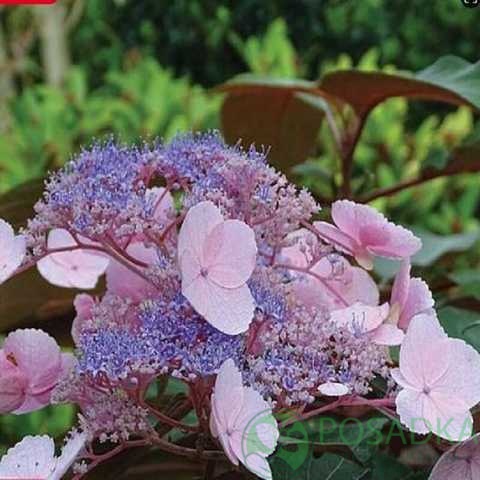картинка Гортензия шершавая Макрофилла (Macrophylla)  