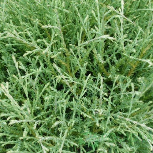 картинка Туя западная Мистер Боулинг Болл  