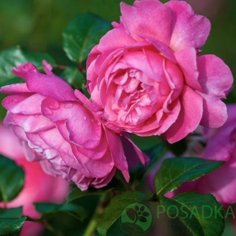картинка Роза кустовая Кельнер Флора 