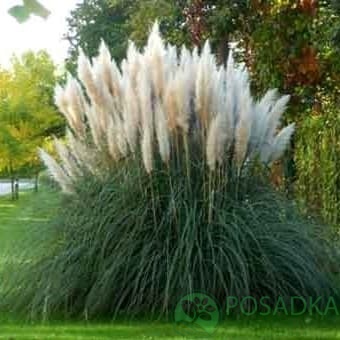 картинка Мискантус сахароцветный 