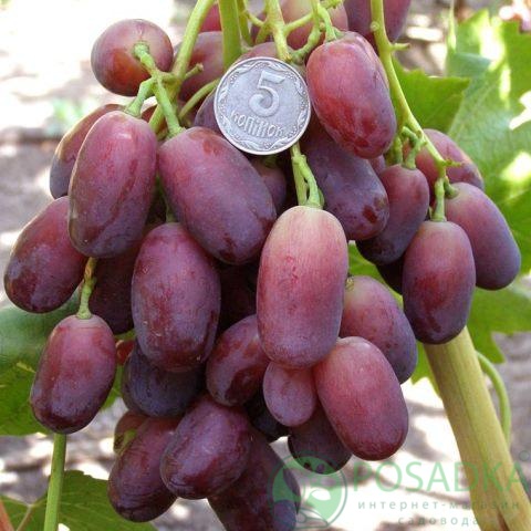 картинка Виноград Ягуар 