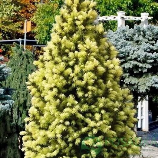 картинка Ель канадская 'Sun on the Sky' PBR 