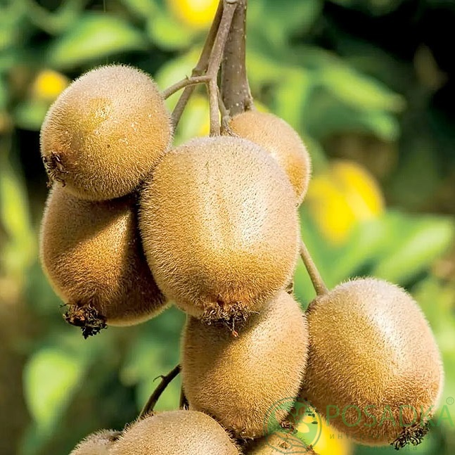 картинка Киви Дженни 2 года (ранний, морозостойкий) С2 