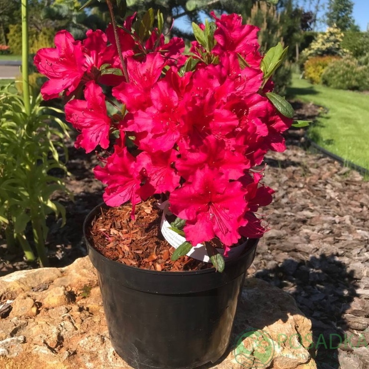 картинка Азалия японская Georg Arends 