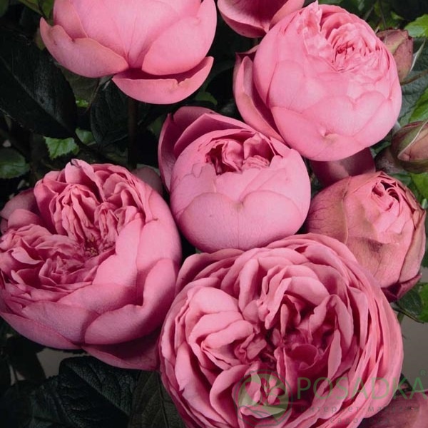 картинка Роза английская Хеппи Пиано 