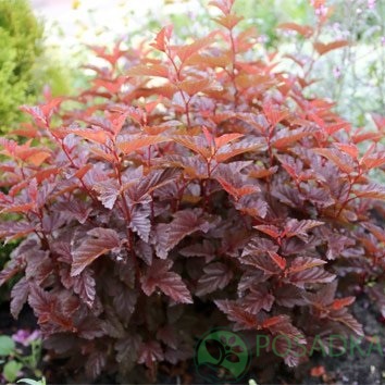 картинка Пузыреплодник калинолистный Little Angel 