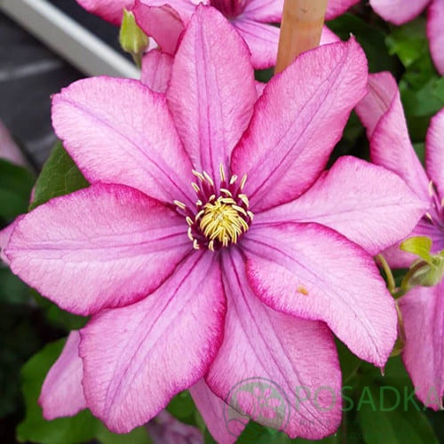 картинка Клематис Paradiso 